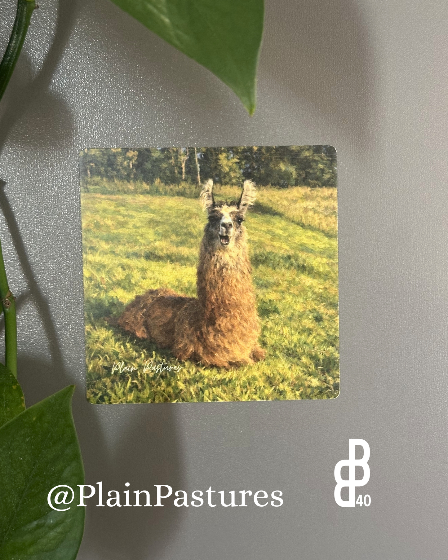 Plain Pastures Magnets