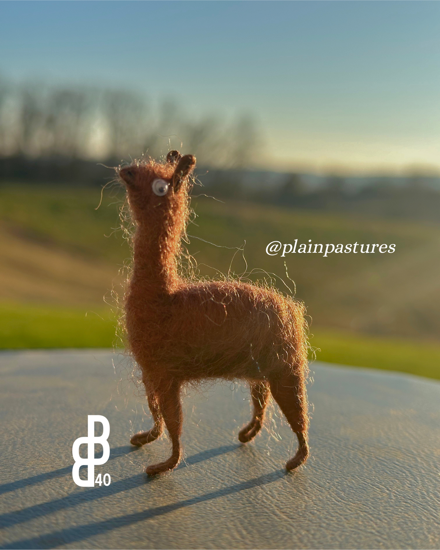 Little Llama