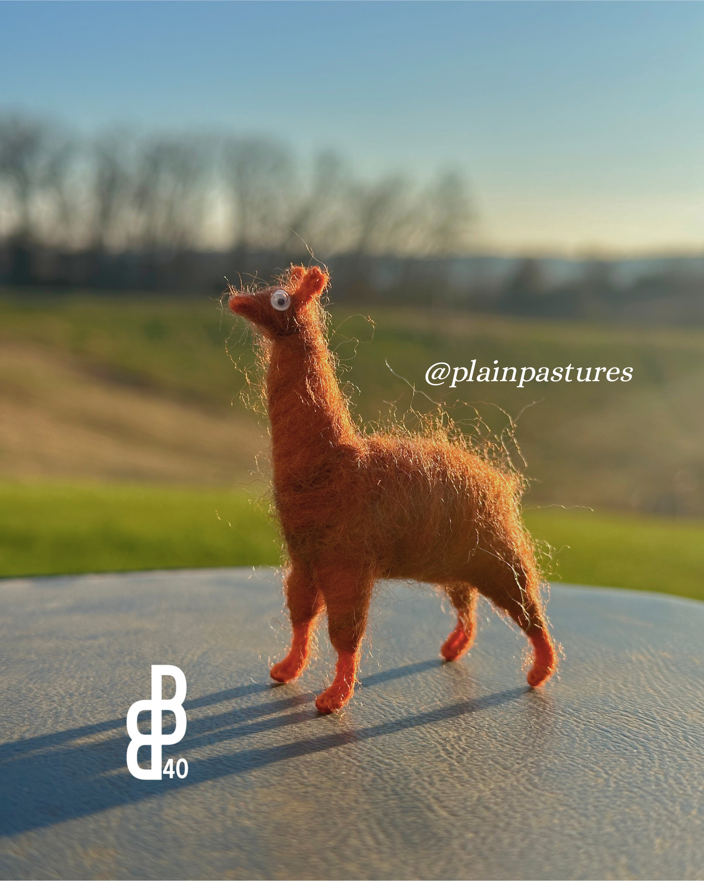 Little Llama