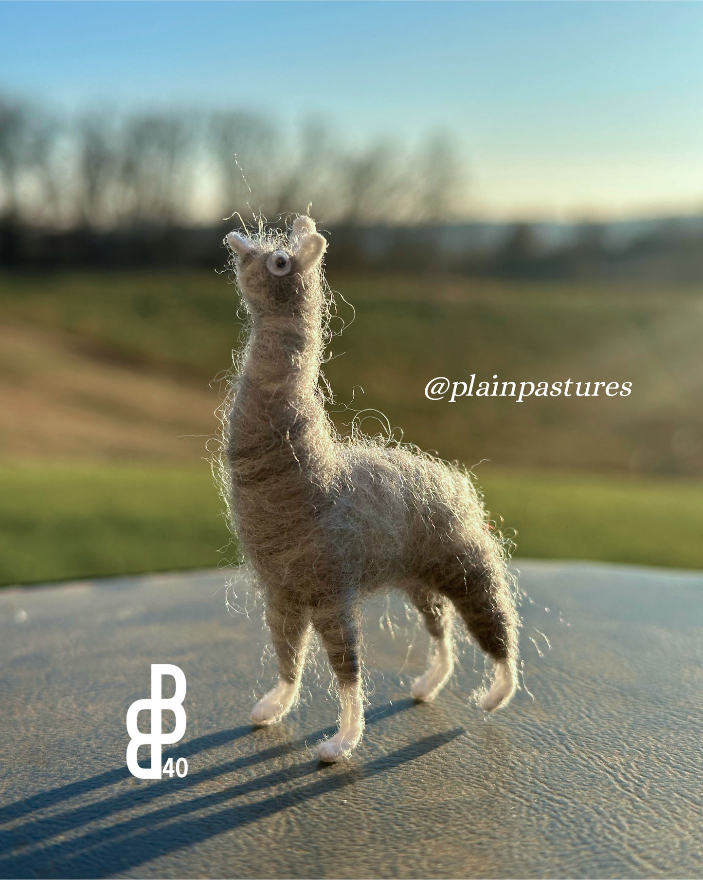 Little Llama