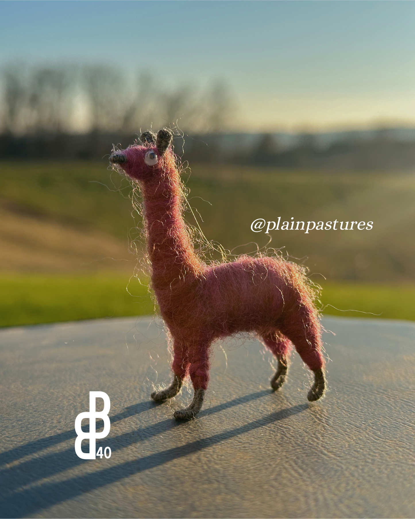 Little Llama