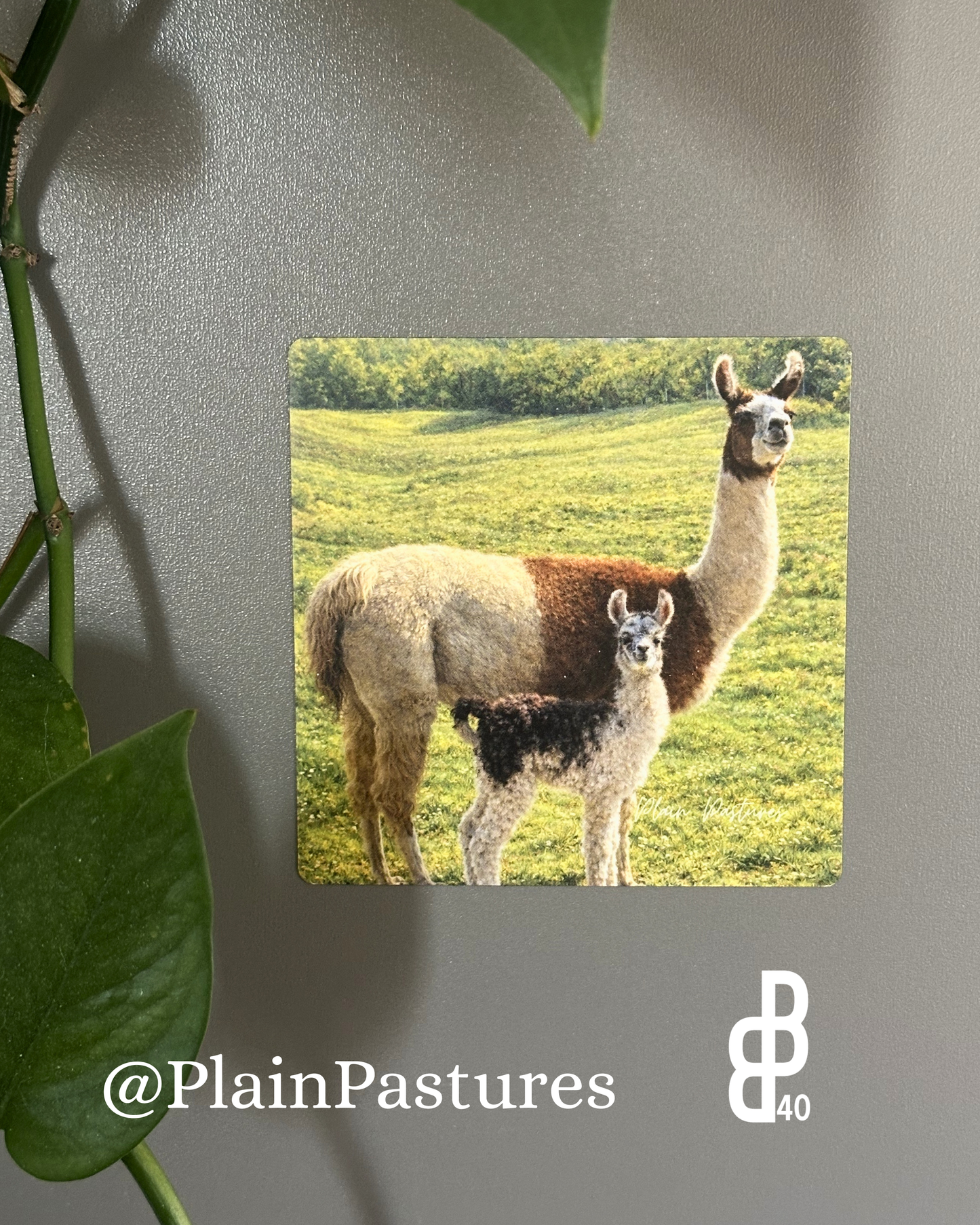 Plain Pastures Magnets
