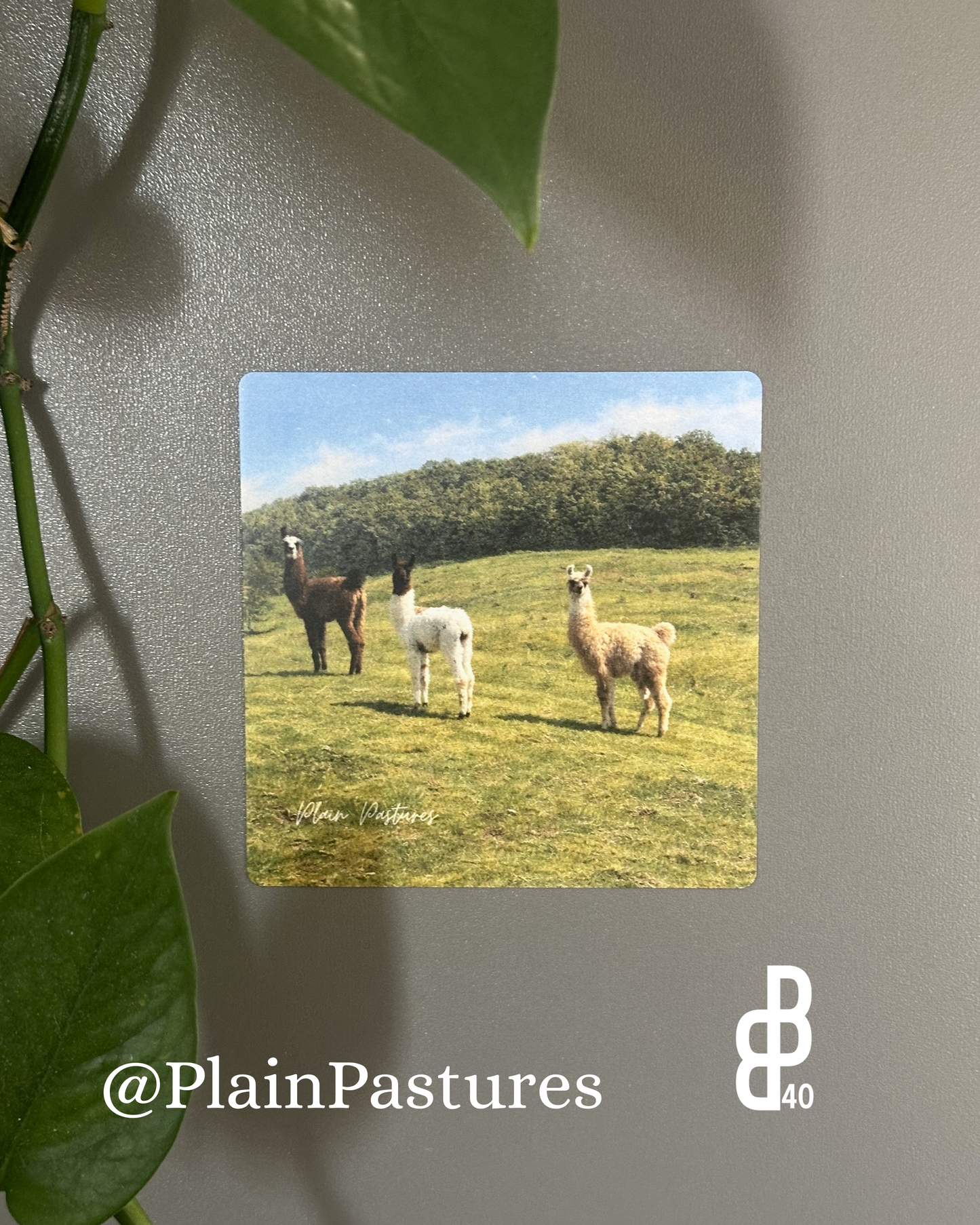 Plain Pastures Magnets