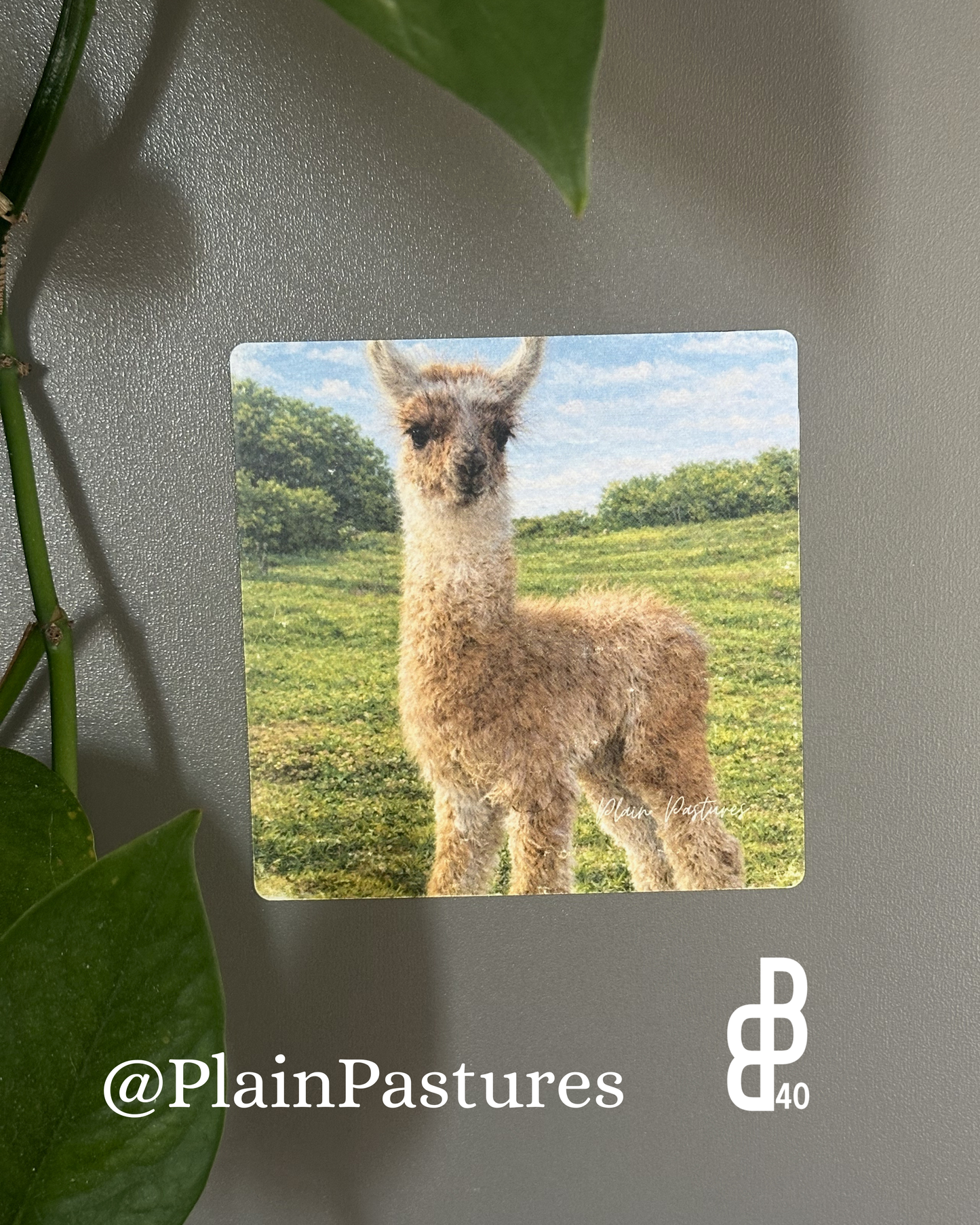 Plain Pastures Magnets