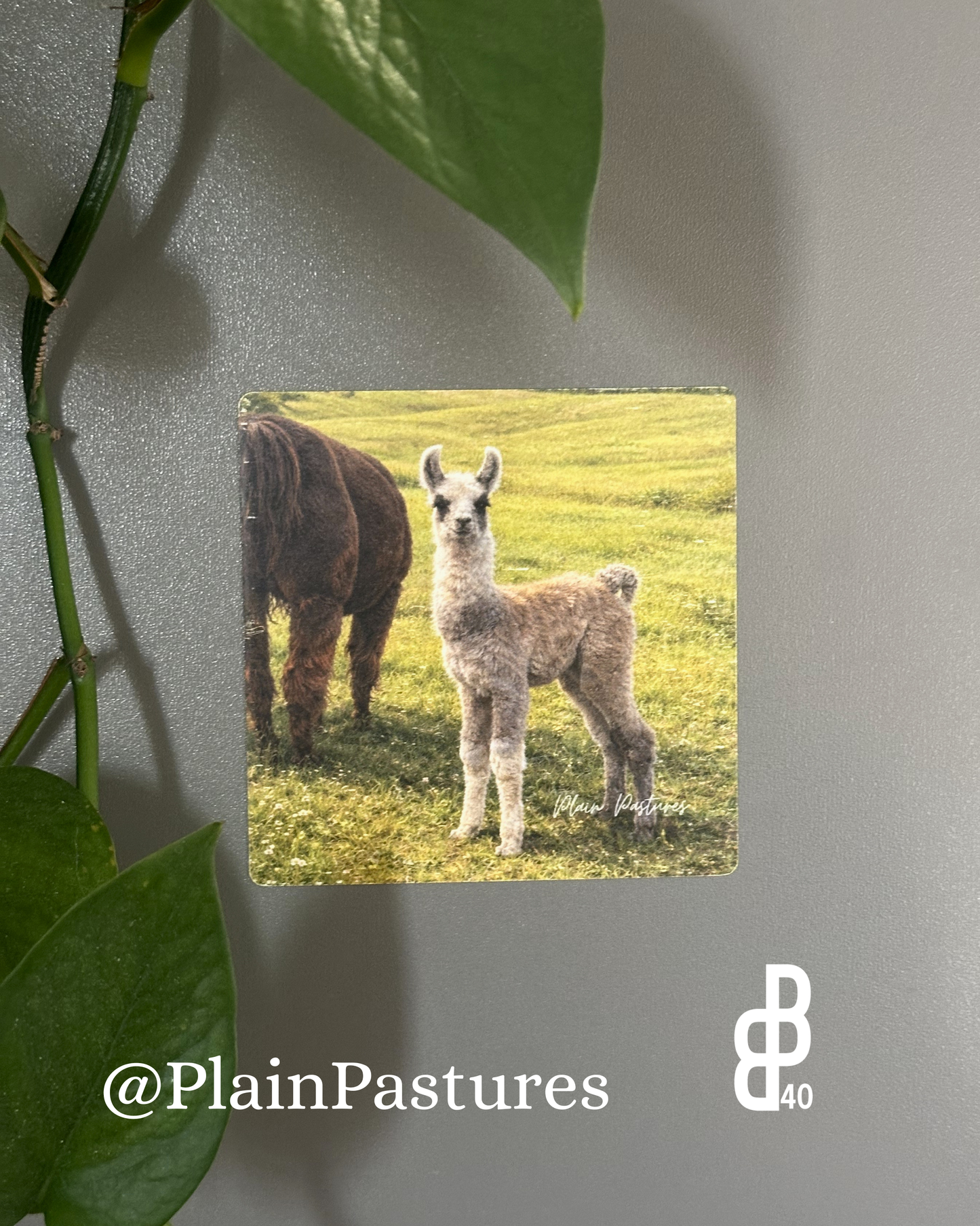 Plain Pastures Magnets