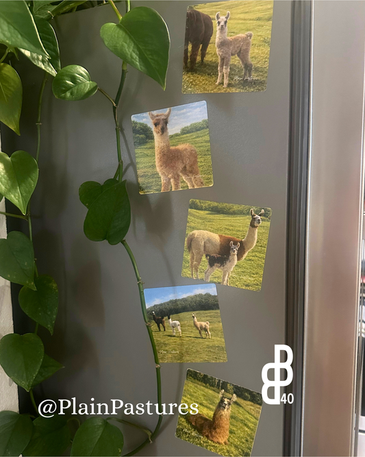 Plain Pastures Magnets